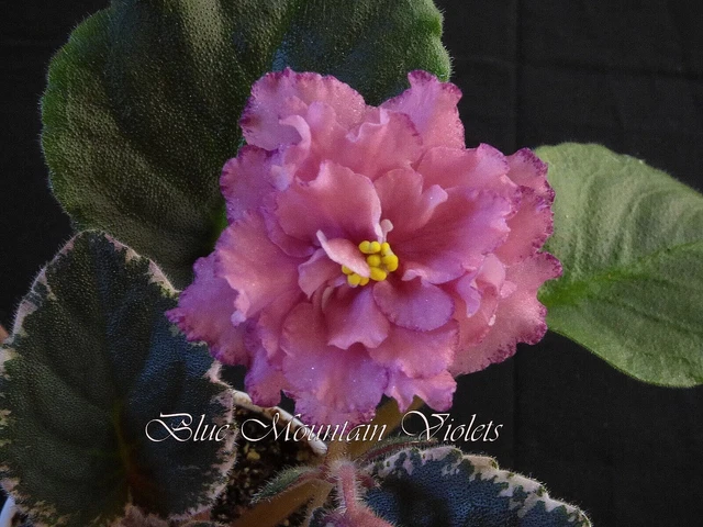 African Violet Plant "Cajun's Maya"