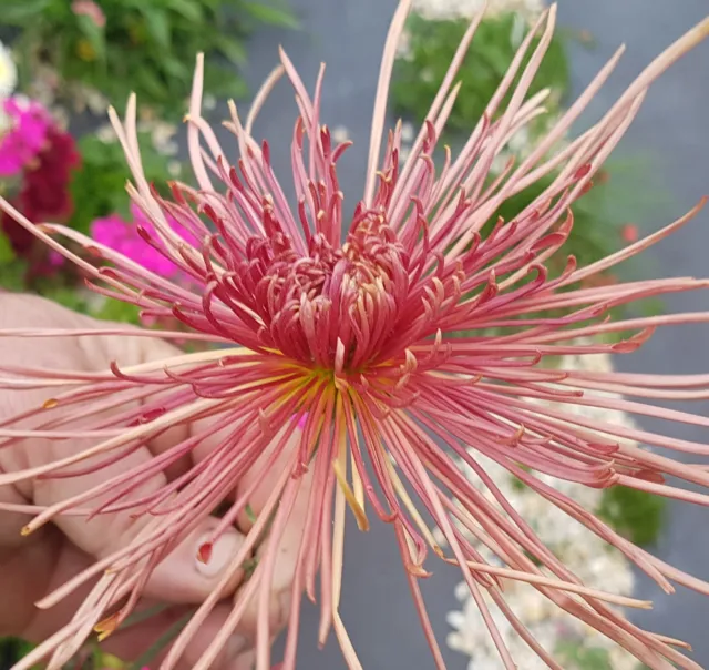 Western Toledo Chrysanthemum x 1 Plant - Perennial  Cut Flowers Cottage