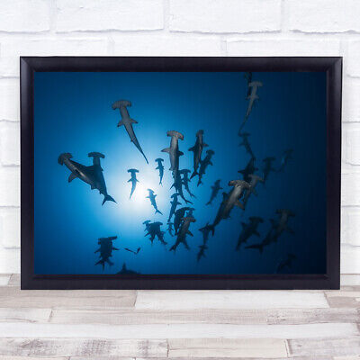 Hammerhead Shark Underwater y Wildlife Ocean Sea Nature Wall Art Print