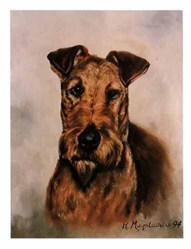 New Irish Terrier Head Study Notecard Set - 6 Note Cards By Ruth Maystead