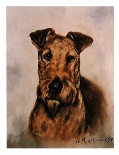 New Irish Terrier Head Study Notecard Set - 6 Blank Note Cards By Ruth Maystead