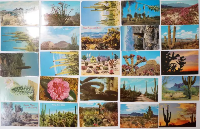 Postcard LOT 25 Cactus Desert Views Giant Saguaro Cacti Unused Chrome Cards old 2