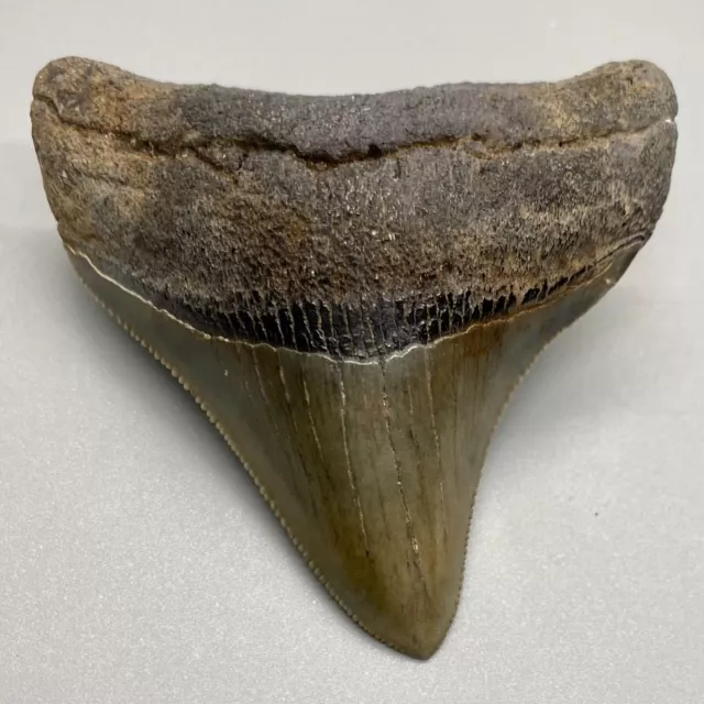 Gorgeous lateral, sharply serrated 2.67" Fossil MEGALODON Shark Tooth - USA