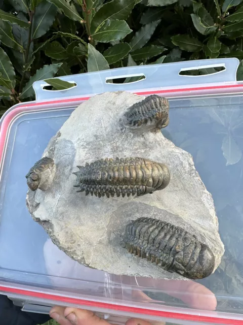 Trilobite Fossil Crotalocephalus gibbus. DEVONIAN Period .MOROCCO.