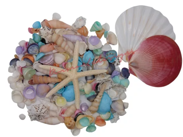 170 + Mixed Colour Pastel Seashells + Starfish Mix Beach Wedding Craft Shells UK