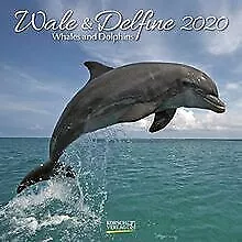 Wale und Delfine 2022: Broschürenkalender mit Ferie... | Buch | Zustand sehr gut