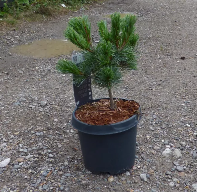 Pinus parviflora Negishi - grafted  in 3L pot bonsai subject