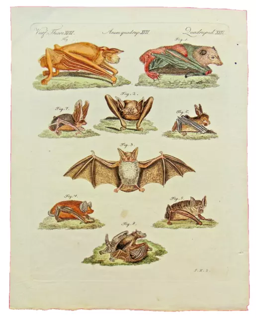 Original handcolored engraving by Jacob Schmuzer , bats, 1806., Vienna