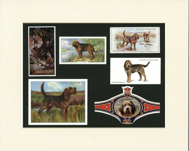 Otterhound Original Old Dog Collectable Cards And Bands Ready Mounted