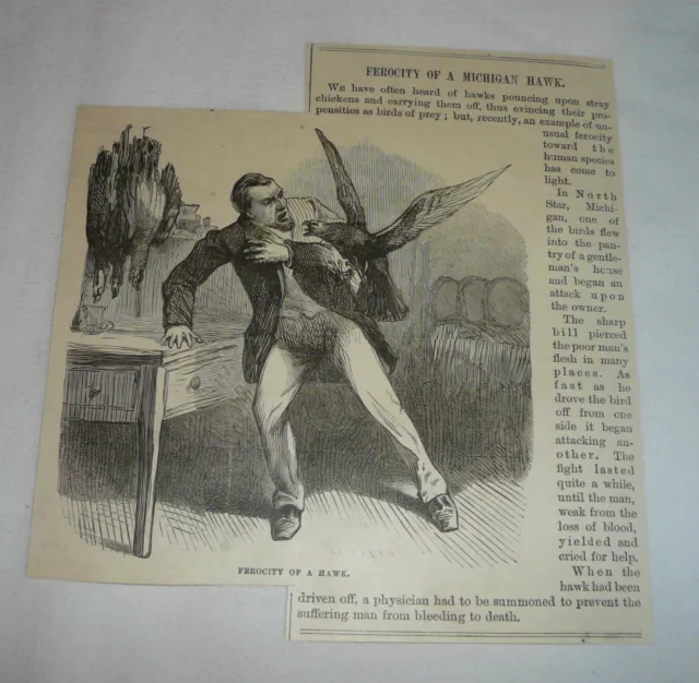 1879 article with engraving ~ FEROCITY OF A MICHIGAN HAWK