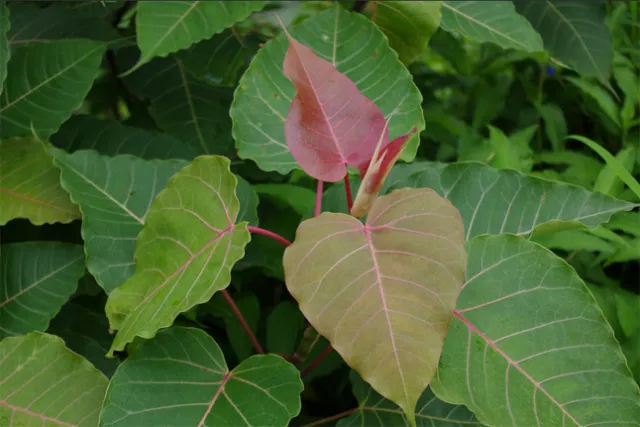 Ficus religiosa - Sacred Fig / Bo Tree - 150 Seeds 3