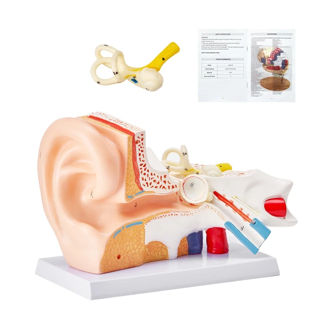 PVC 3 Part Human Ear Anatomy Medical Model Teaching Aid with Removable Sections Structure Model