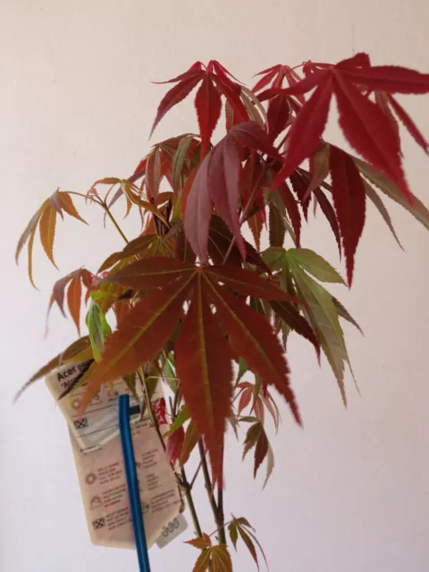 Acer palmatum atropurpureum 10 - 40 cm planta joven con raiz bonsai especial