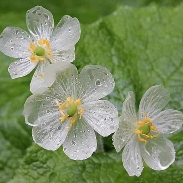 « Astilboides tabularis » Graines de fleurs de squelette blanc Heirloom...