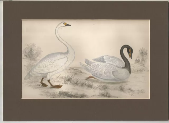 19th Century Print Of A Pair Of Swans From The 1870 Book By Goldsmith /Mounted