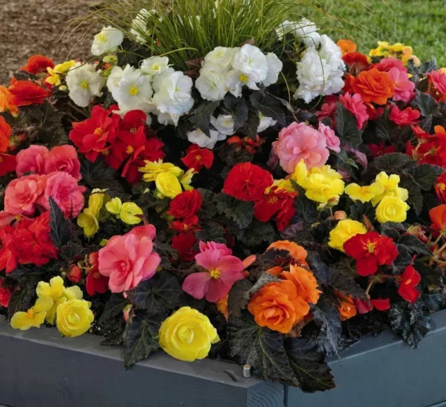 Begonia (Non Stop Mocca Mix) - 10 Pelleted Seed > Hybrid Tuberous Dark Foliage