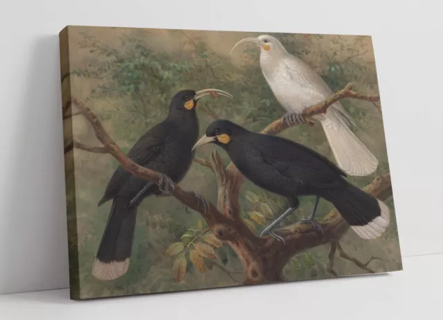 Johannes Keulemans, Three Huia -Canvas Wall Artwork Picture Print