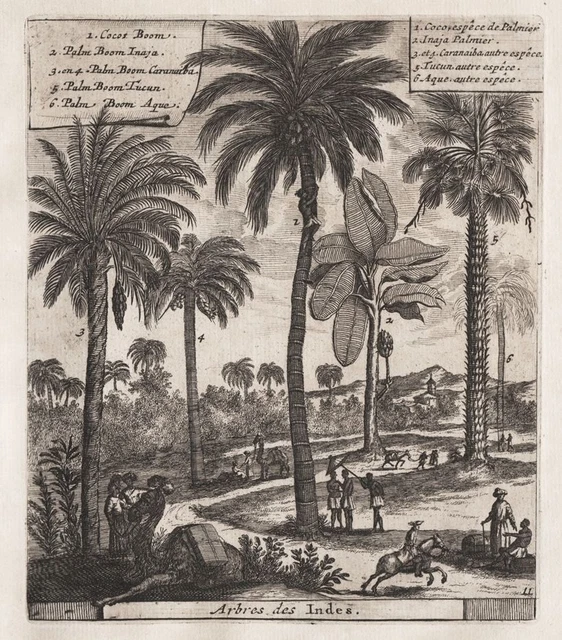 India Inde Árboles Coconut Palm Tree Palmera R.de Hooghe Grabado 1700