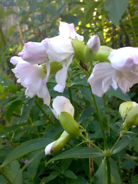 SEIFENBLUME gefüllt rosa blühend duftend 1 Staude saponaria Blume