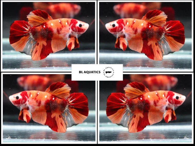Live Betta Fish High Quality (MALE) Koi Nemo - USA Seller