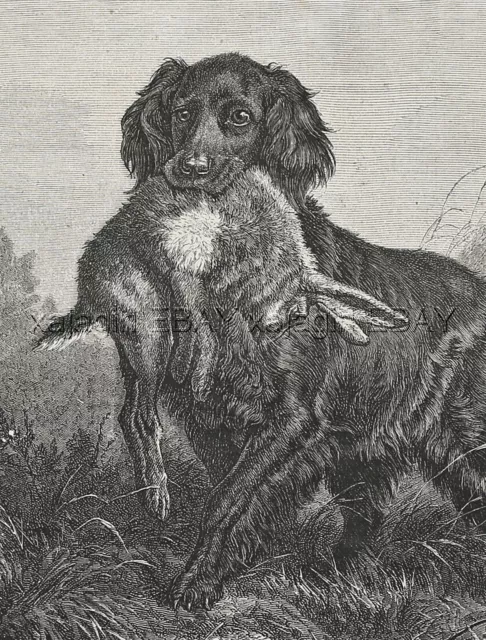 Dog Flat-coated Retriever with Rabbit Hare, Beautiful Large 1870s Antique Print 2