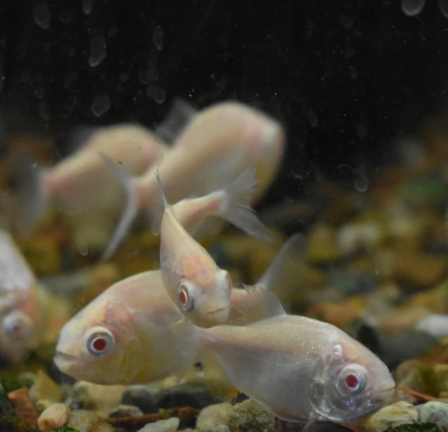 Live Albino Pacu (2.5" Juvenile Freshwater Aquarium Fish) PLS READ DESCR 8