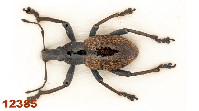 Curculionidae sp.  A1,15 mm, 1 pc