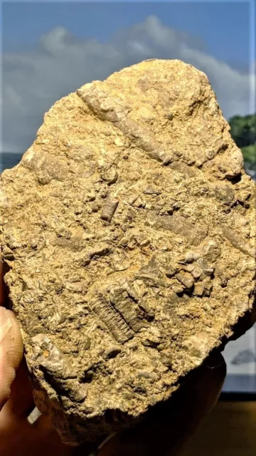 Crinoid Fossil Stems Segments in Matrix 85mm x 85mm x 30mm 526 grams Clitheroe