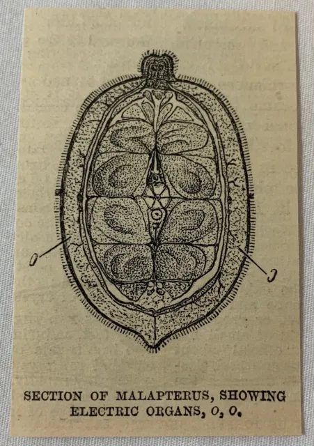 1886 Klein Zeitschrift Gravur ~ Teil Von Malapterus Zeigt Elektrisch Organe