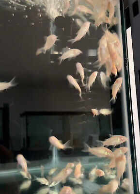 Albino Cory  (PACK OF 6)- Albino Corydora Catfish - Live Fish (.75" - 1" - 6PCS)