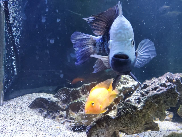 Red Texas cichlid .5" - 1" size 3 pack fresh water live tropical fish 6