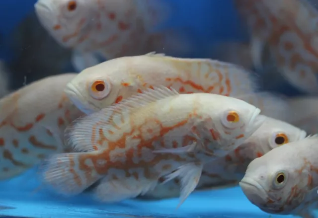Live Albino Tiger Oscar Cichlid for fish tank aquarium 2