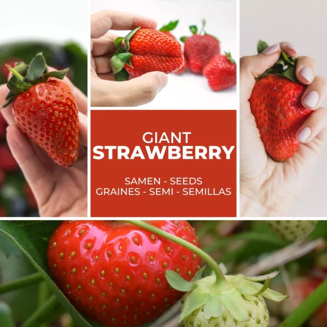 Big Strawberries Seeds Approx. 100 Piece - Die Largest the World " Giant "