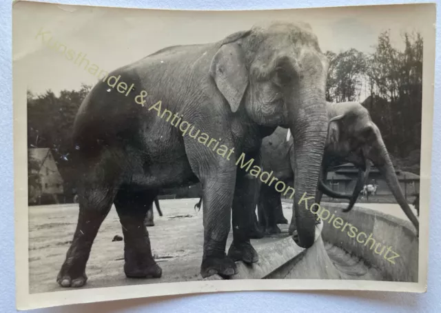 orig. Foto Zoo Tierpark München Elefanten um 1940
