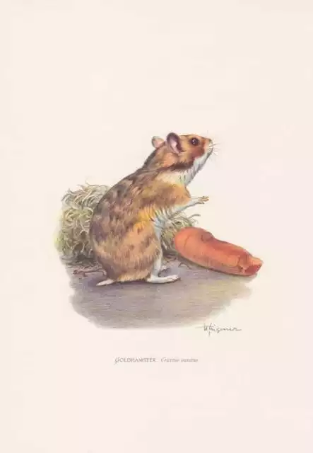 Goldhamster Mesocricetus auratus Farbdruck von 1959  Zoologie
