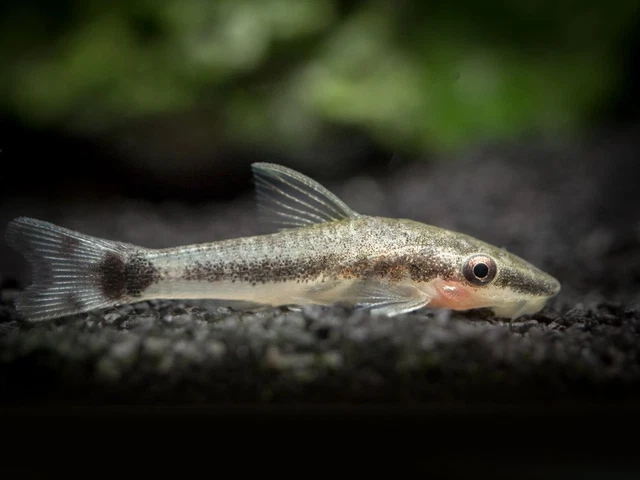 Otocinclus Catfish (Otocinclus macrospilus), Tank-Raised