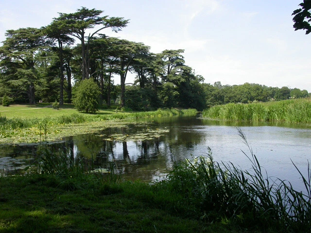 Photo 6x4 Tern seen from the Weir Atcham The river was widened to enhance c2005