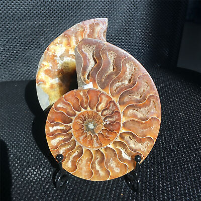 Natural Crystal ammonite fossil conch specimen healing+stand 1pc random