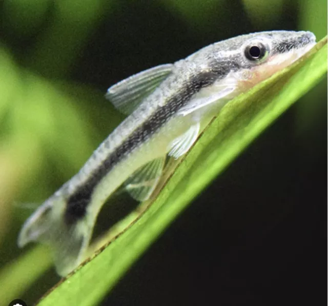 5+1 Otocinclus Catfish Nano Algae Eater