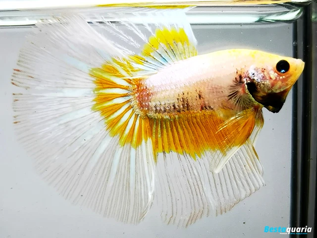 Premium Live Betta Fish l Male Halfmoon Grizzle Yellow Butterfly