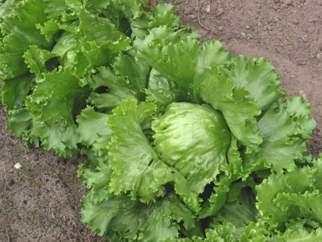 LETTUCE 'Iceberg' 200 seeds Heirloom vegetable garden salad