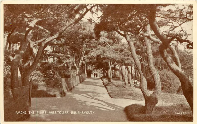 Vintage Postcard AMong the Pines Westcliff Bournemouth England