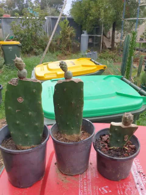 3X  rare  Grafted Tephro Articulatus Diadermatus Cacti