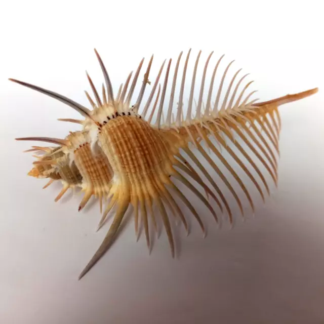 Meeresschnecke Murex pecten 178 mm   Fantastischer Gigant