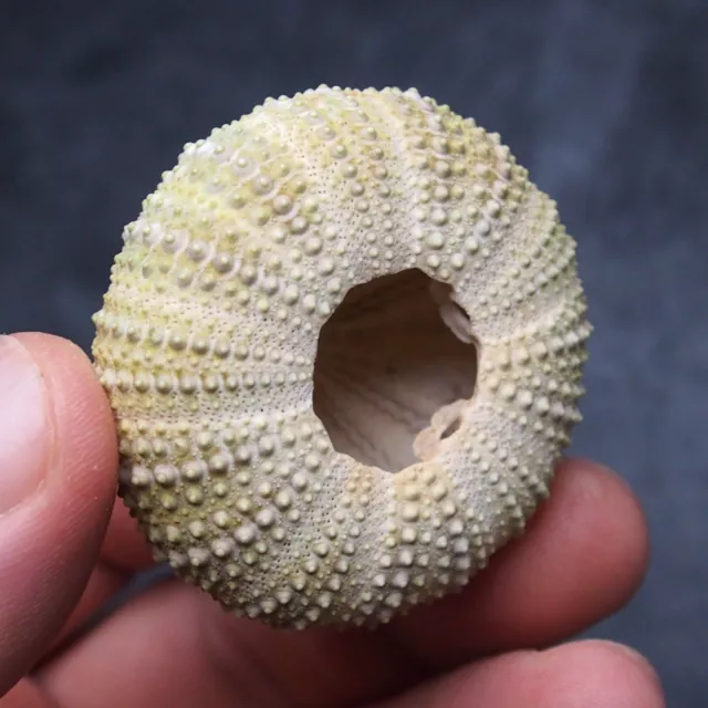 51x23mm Echinoid Psammechinus Miliaris Fossil Natural Sea Urchin Echinoderm