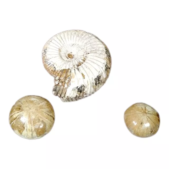 Arena Ammonite with 2 Echinoderm Fossil Starfish Pack - Prehistoric Treasures