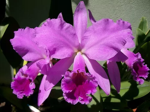RON Cattleya Orchid C. labiata var Tipo SPECIES NEAR FLOWERING SIZE 100mm Pot