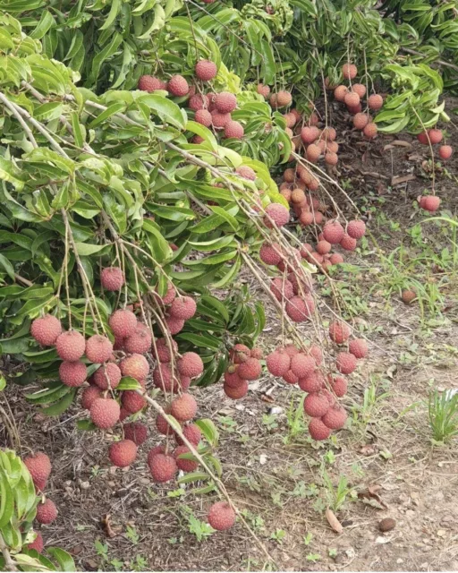 Lychee - Chom Pogo Marcot Advanced Fruit Tree