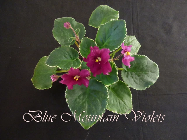 African Violet Plant "Cajun's Heart And Soul"