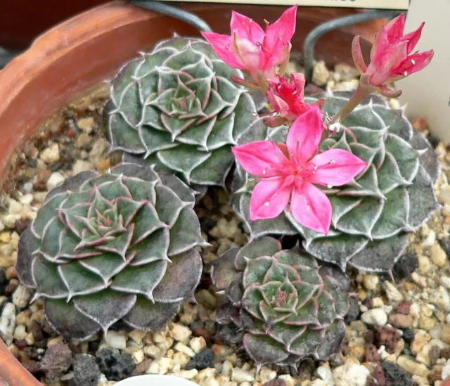 Graptopetalum Bellum * Tacitus Bellus * Chihuhua Flower Succulent * 10 Seeds * 3